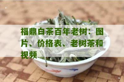 福鼎白茶百年老树：图片、价格表、老树茶和视频