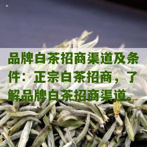 品牌白茶招商渠道及条件：正宗白茶招商，了解品牌白茶招商渠道。