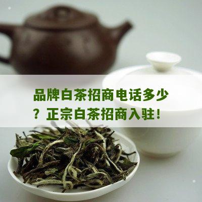 品牌白茶招商电话多少？正宗白茶招商入驻！