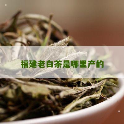 福建老白茶是哪里产的