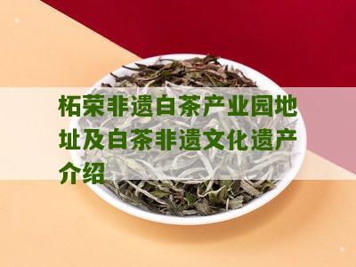 柘荣非遗白茶产业园地址及白茶非遗文化遗产介绍