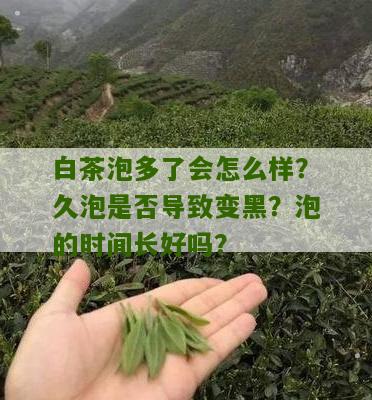 白茶泡多了会怎么样？久泡是否导致变黑？泡的时间长好吗？