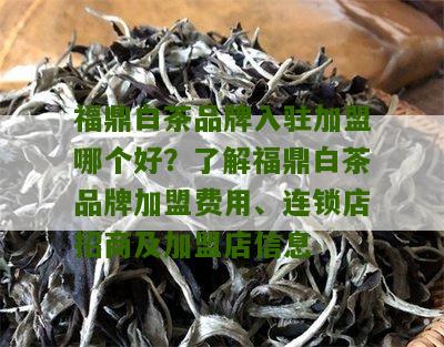 福鼎白茶品牌入驻加盟哪个好？了解福鼎白茶品牌加盟费用、连锁店招商及加盟店信息