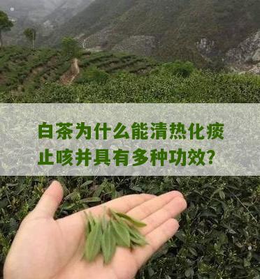 白茶为什么能清热化痰止咳并具有多种功效？