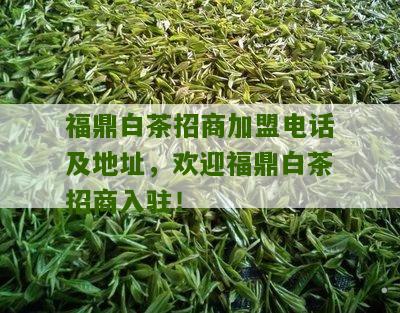 福鼎白茶招商加盟电话及地址，欢迎福鼎白茶招商入驻！