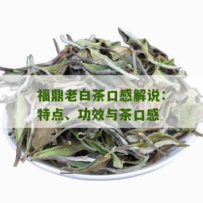 福鼎老白茶口感解说：特点、功效与茶口感