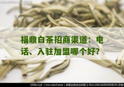 福鼎白茶招商渠道：电话、入驻加盟哪个好？