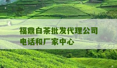 福鼎白茶批发代理公司电话和厂家中心