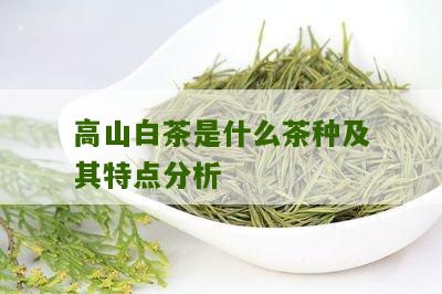 高山白茶是什么茶种及其特点分析