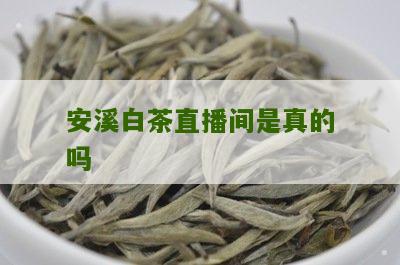 安溪白茶直播间是真的吗