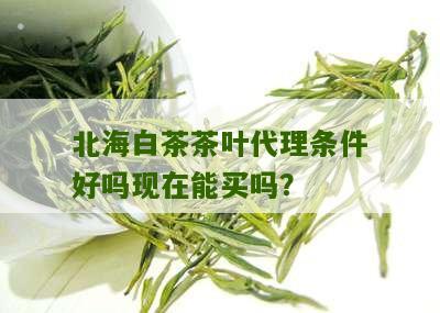 北海白茶茶叶代理条件好吗现在能买吗？