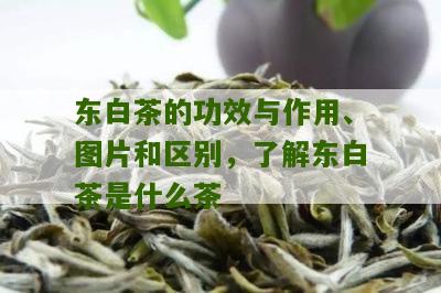 东白茶的功效与作用、图片和区别，了解东白茶是什么茶