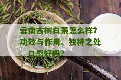 云南古树白茶怎么样？功效与作用、独特之处、口感好吗？