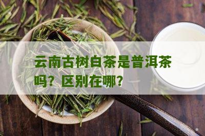 云南古树白茶是普洱茶吗？区别在哪？