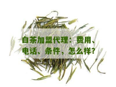 白茶加盟代理：费用、电话、条件，怎么样？