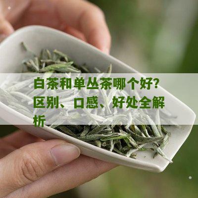 白茶和单丛茶哪个好？区别、口感、好处全解析