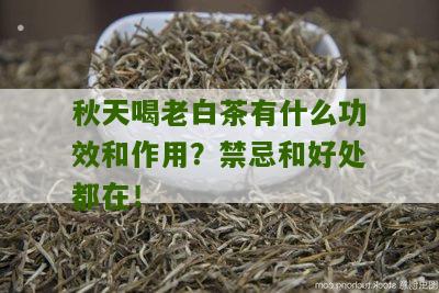 秋天喝老白茶有什么功效和作用？禁忌和好处都在！