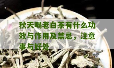 秋天喝老白茶有什么功效与作用及禁忌，注意事与好处