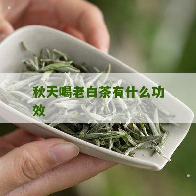 秋天喝老白茶有什么功效