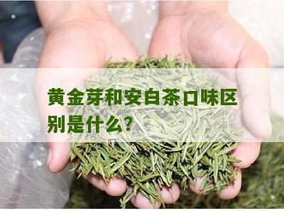 黄金芽和安白茶口味区别是什么？