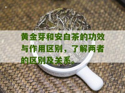 黄金芽和安白茶的功效与作用区别，了解两者的区别及关系。