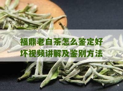 福鼎老白茶怎么鉴定好坏视频讲解及鉴别方法