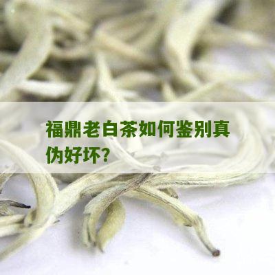 福鼎老白茶如何鉴别真伪好坏？