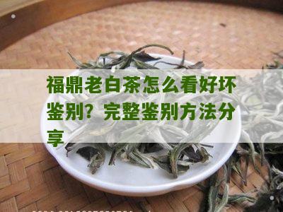 福鼎老白茶怎么看好坏鉴别？完整鉴别方法分享