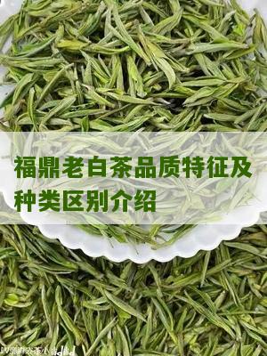 福鼎老白茶品质特征及种类区别介绍