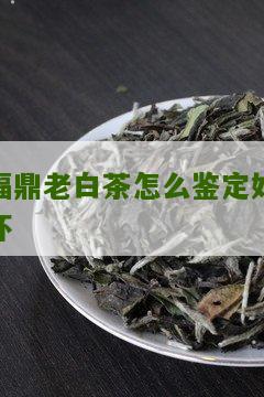 福鼎老白茶怎么鉴定好坏