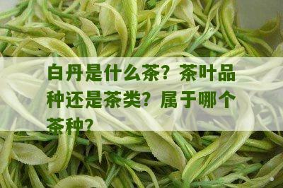 白丹是什么茶？茶叶品种还是茶类？属于哪个茶种？