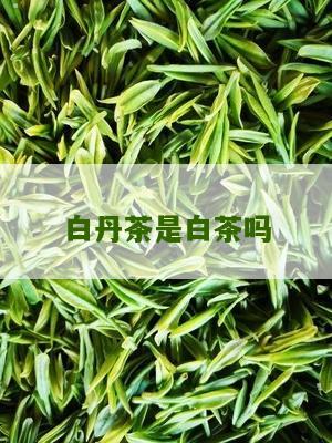 白丹茶是白茶吗