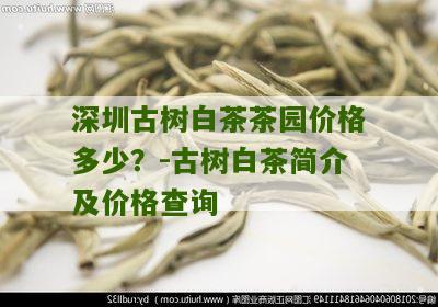 深圳古树白茶茶园价格多少？-古树白茶简介及价格查询