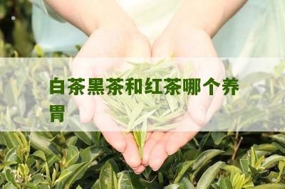 白茶黑茶和红茶哪个养胃