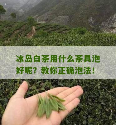 冰岛白茶用什么茶具泡好呢？教你正确泡法！