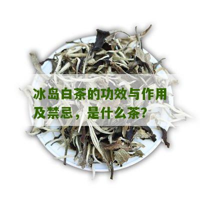 冰岛白茶的功效与作用及禁忌，是什么茶？