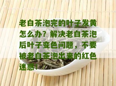 老白茶泡完的叶子发黄怎么办？解决老白茶泡后叶子变色问题，不要被老白茶泡出来的红色迷惑！