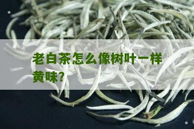 老白茶怎么像树叶一样黄味？