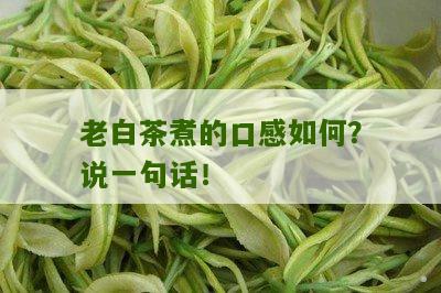 老白茶煮的口感如何？说一句话！