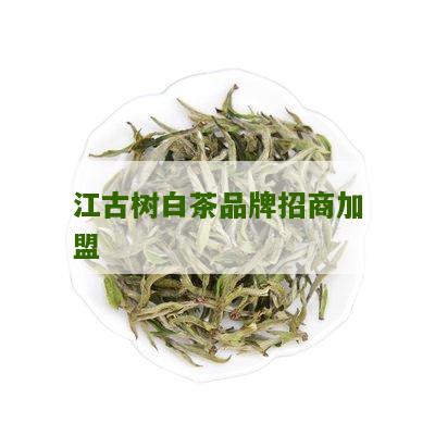 江古树白茶品牌招商加盟