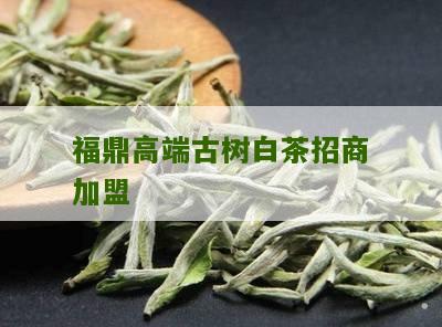 福鼎高端古树白茶招商加盟