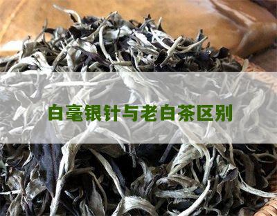 白毫银针与老白茶区别