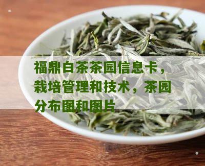 福鼎白茶茶园信息卡，栽培管理和技术，茶园分布图和图片