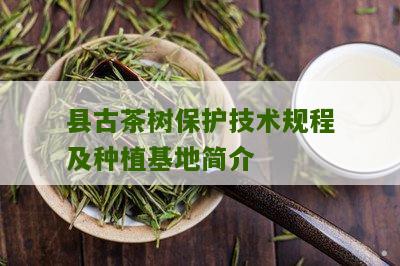 县古茶树保护技术规程及种植基地简介