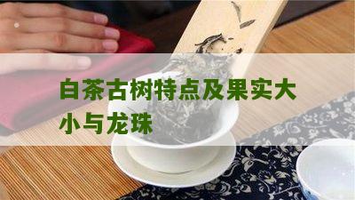 白茶古树特点及果实大小与龙珠