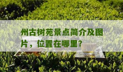 州古树苑景点简介及图片，位置在哪里？