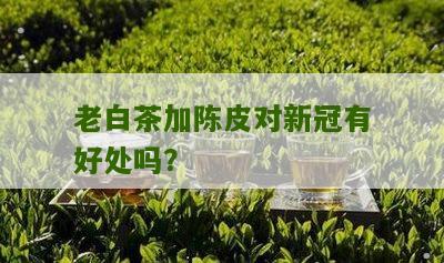 老白茶加陈皮对新冠有好处吗？