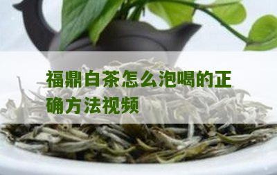 福鼎白茶怎么泡喝的正确方法视频