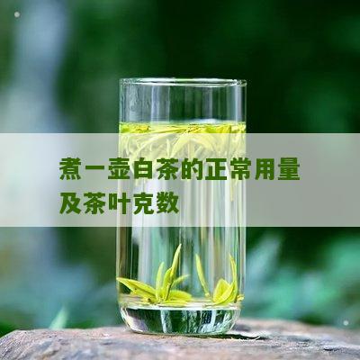 煮一壶白茶的正常用量及茶叶克数