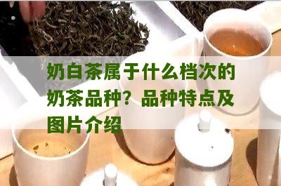 奶白茶属于什么档次的奶茶品种？品种特点及图片介绍